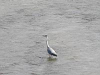 Heron cendre (Photo F. Mrugala) (1)